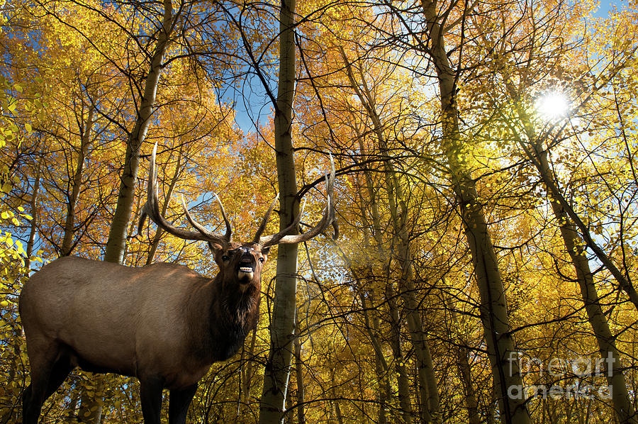 Elk Calls of Autumn Photograph by Wildlife Fine Art
