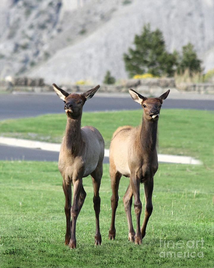 Elk Calves at Yellowstone National Park Photograph by Catherine Sherman