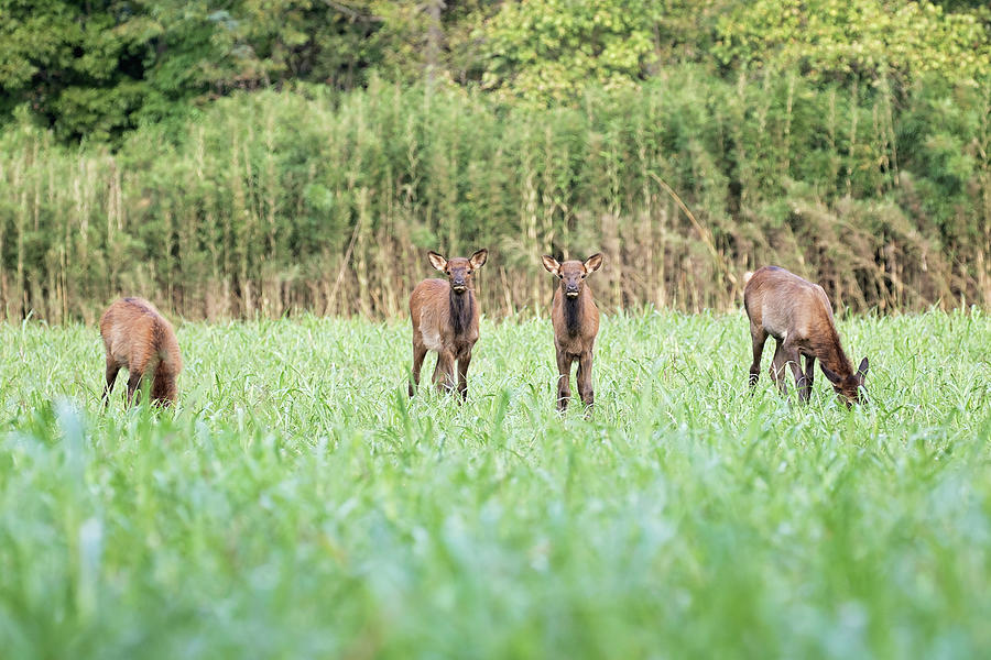 Elk Calves Photograph by Eilish Palmer