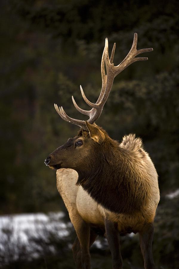 Elk Cervus Canadensis Bull Elk Looking Photograph by Richard Wear