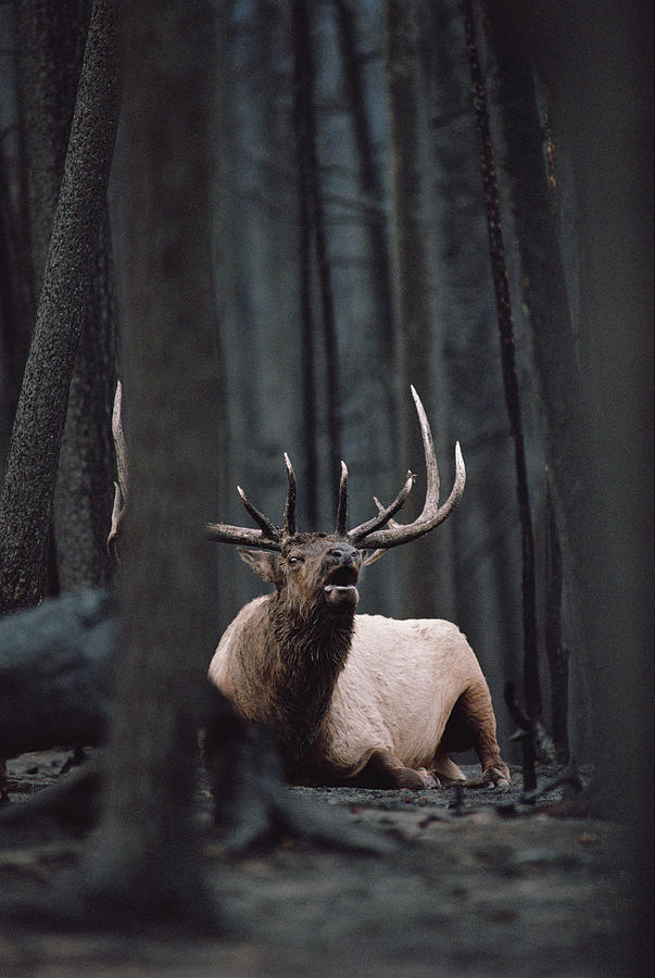 Elk Cervus Elaphus Bull Resting Photograph by Michael Quinton