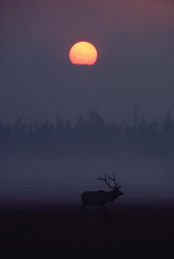 Elk Cervus Elaphus Silhouetted And Sun Photograph by Michael Quinton