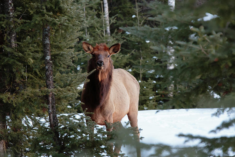 Elk Photograph - Elk by Cesar Pineyro