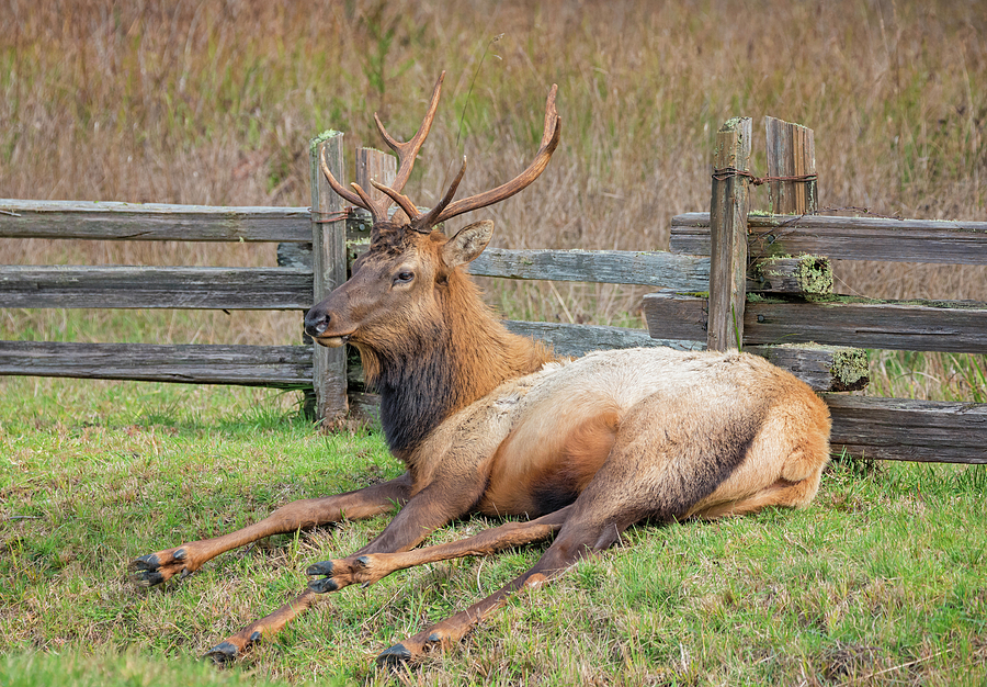 Elk Chillin Photograph by Loree Johnson