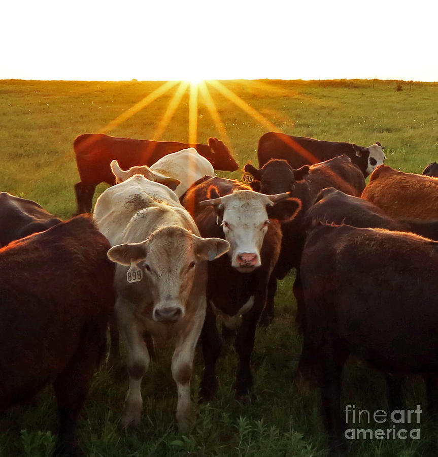 Elk County Herd Photograph by Betty Morgan