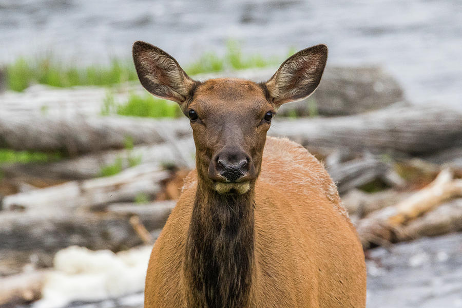 Elk Cow in Yellowstone National Park Photograph by Tony Hake
