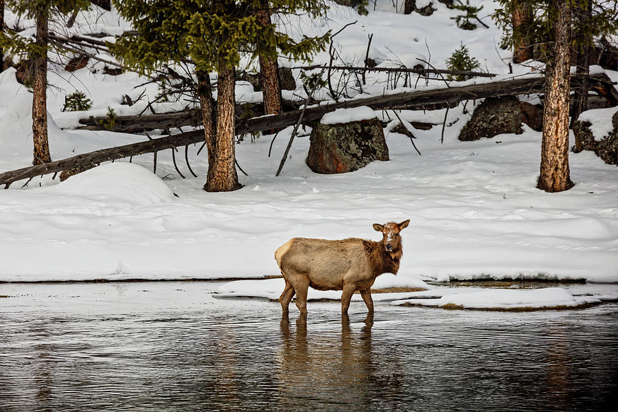 Elk Cow Photograph by Mountain Dreams