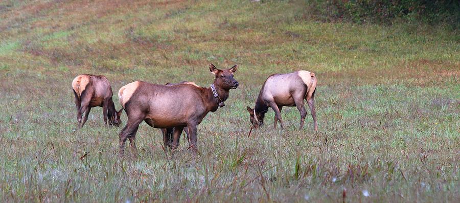 Elk Cows Grazing In the Great Smoky Mountain National Park Photograph by Carol Montoya