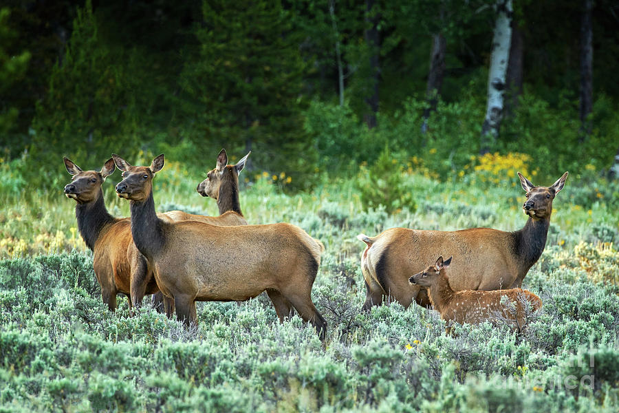 Elk Cows With Calf Photograph