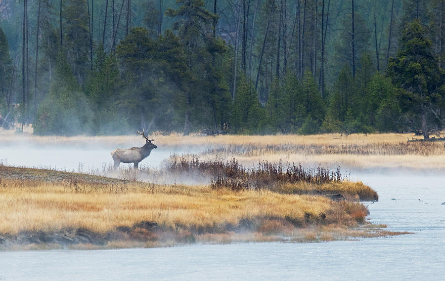 Elk Crossing Photograph by Shari Sommerfeld