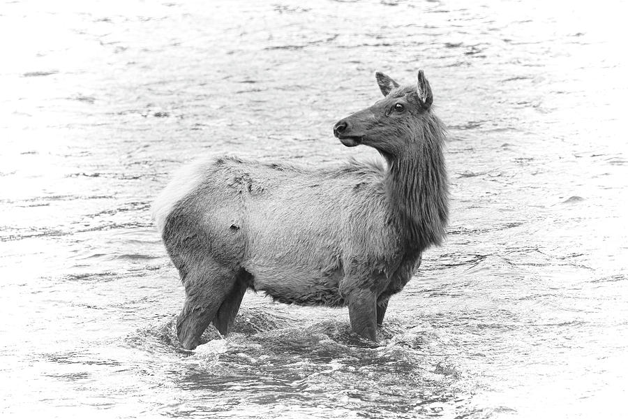 Elk Crossing Photograph by Steve McKinzie