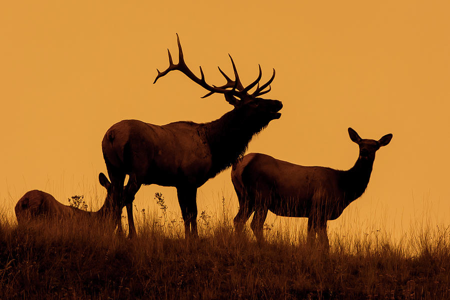 Elk Dawn Photograph by Jack Bell