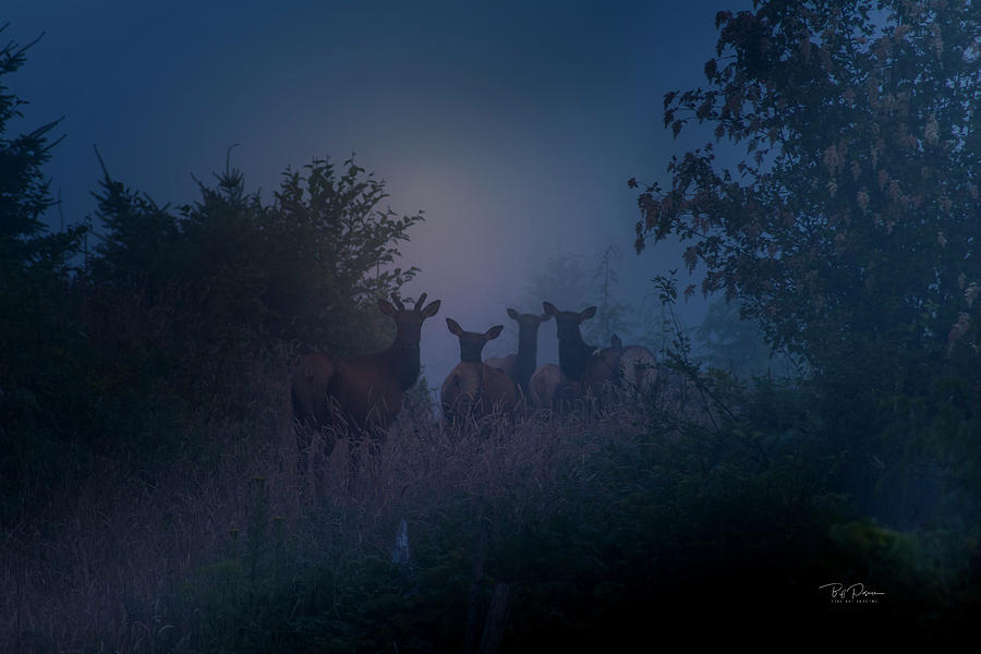 Elk Dawn Patrol Photograph by Bill Posner