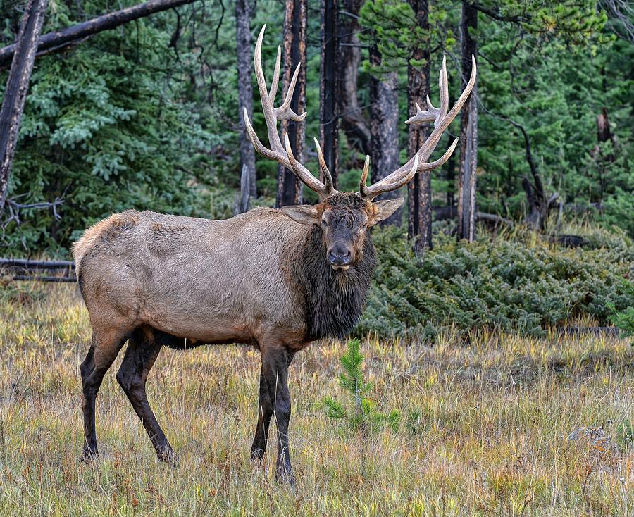 Elk Ears Photograph
