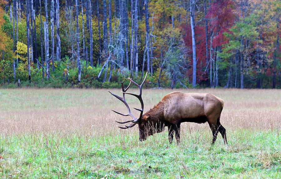 Elk Eating Grass Photograph