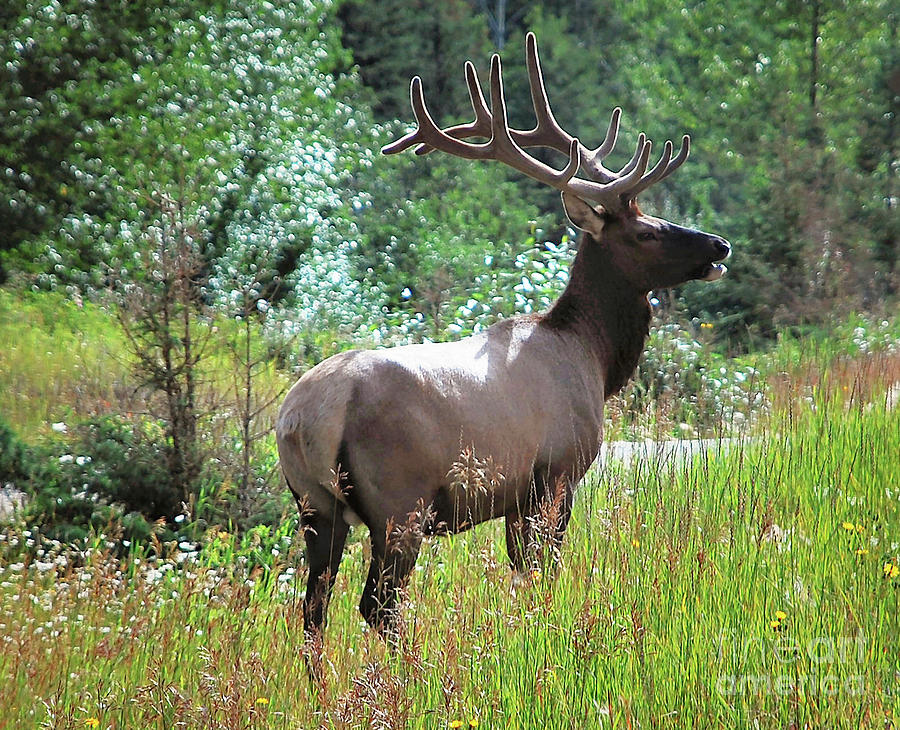  Majestic  Alberta Elk Photograph by Elaine Manley