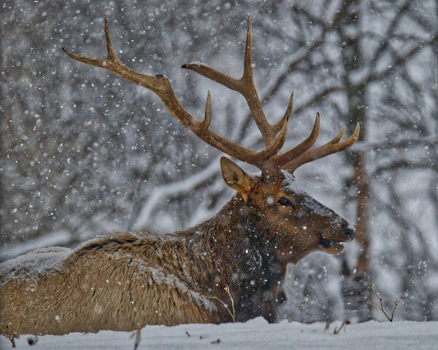 Elk Enjoying the Snow Photograph by Michael Peychich