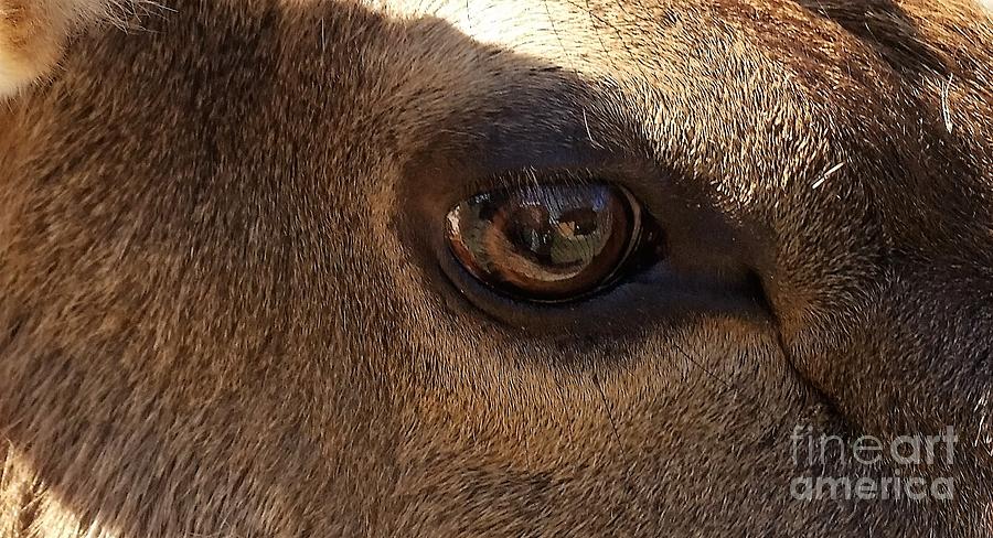 Elk Eye Close Up Photograph by Jane Butera Borgardt