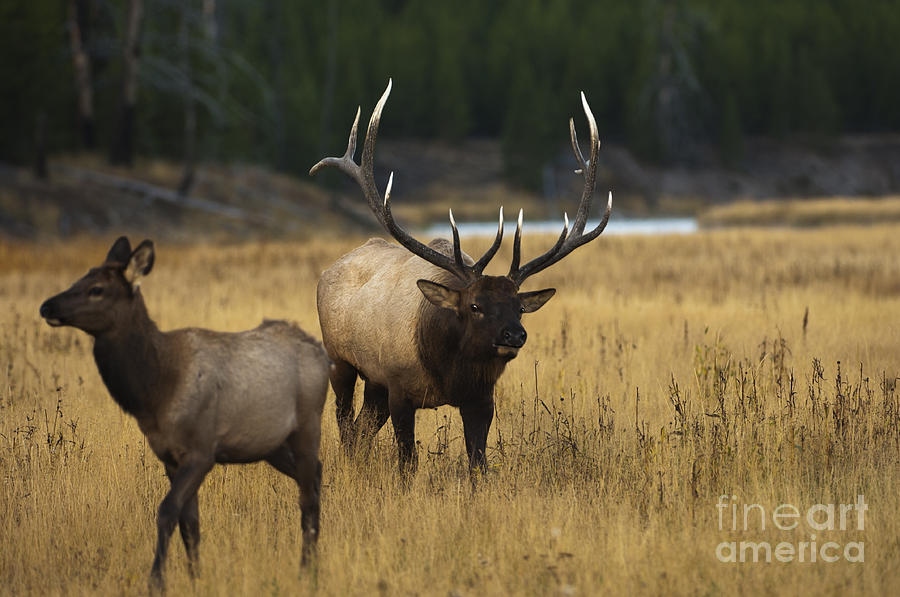 Elk Eyes Photograph by Wildlife Fine Art - Fine Art America