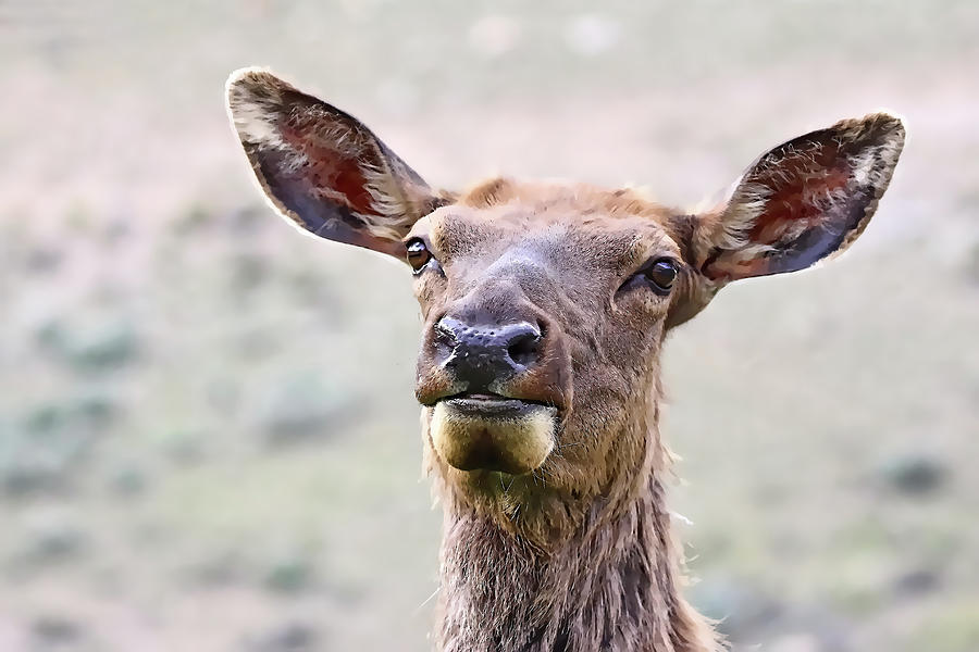 Elk Face Photograph By Athena Mckinzie Pixels