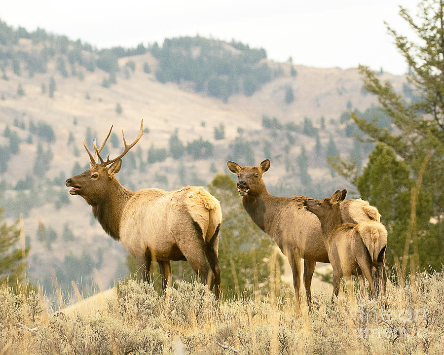 Elk Family Photograph by Dennis Hammer