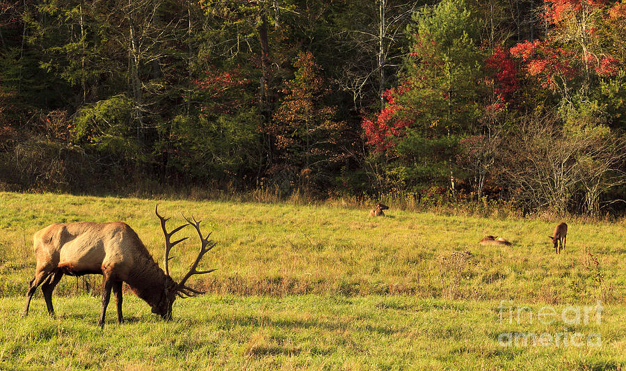 Elk Family in a Field Photograph by Jill Lang