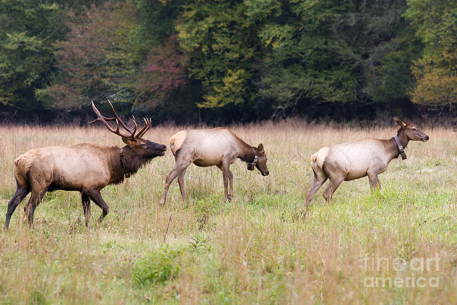 Elk Family Photograph by Jill Lang
