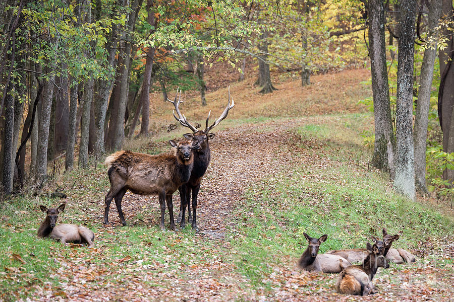 Elk Family Portrait Photograph by Andrea Silies