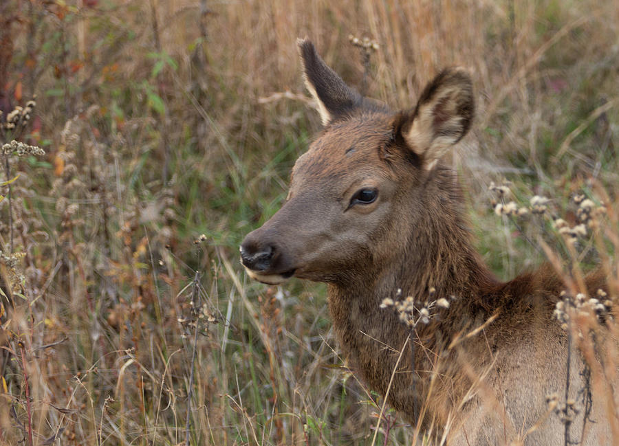 Elk fawn Photograph by Jack Nevitt
