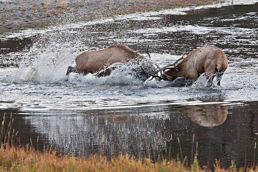 Elk Fight Photograph by Wesley Aston