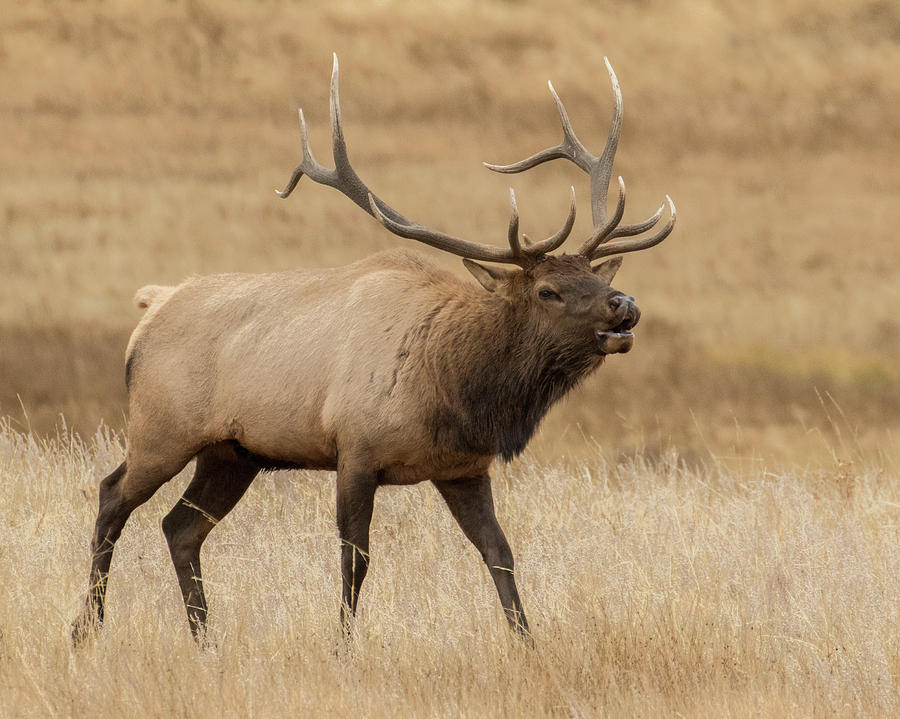  Elk Flehmen Photograph by Lois Lake