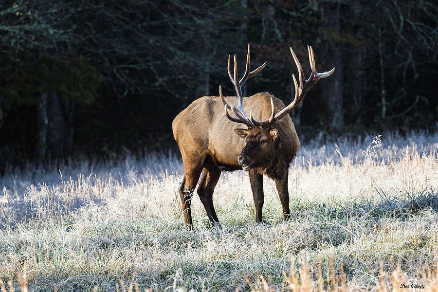 Elk Photograph by Fran Gallogly