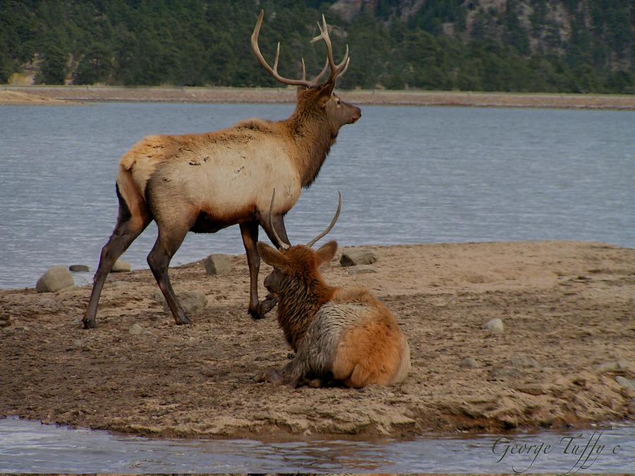 Elk Photograph by George Tuffy