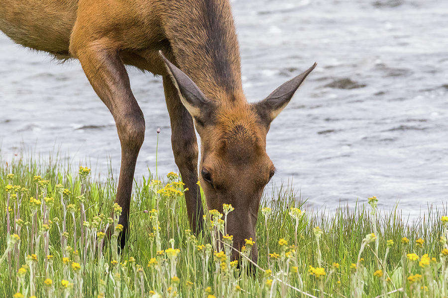 Elk Grazes on Wildflowers in Yellowstone Photograph by Tony Hake