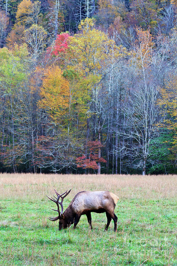 Elk Grazing In A Field Photograph
