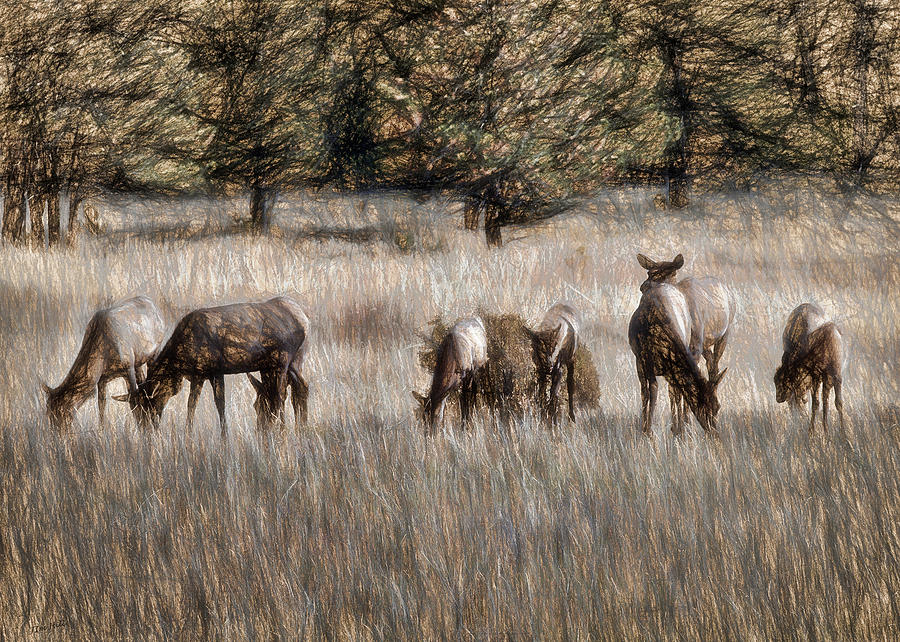 Elk Grazing Photograph by Jim Hill