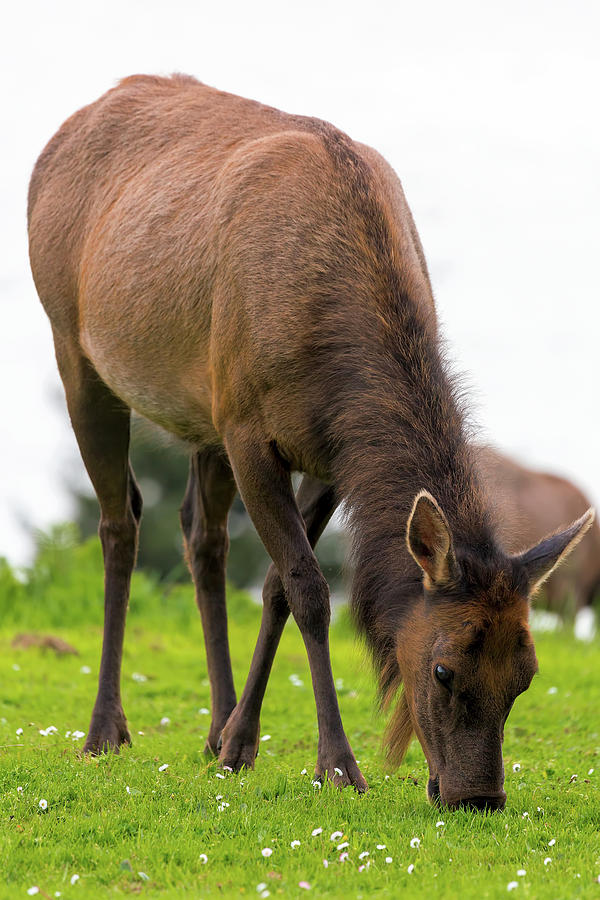 Elk Grazing on Green Pasture Closeup Photograph by David Gn