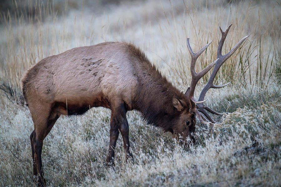 Elk Grazing Photograph by Paul Freidlund
