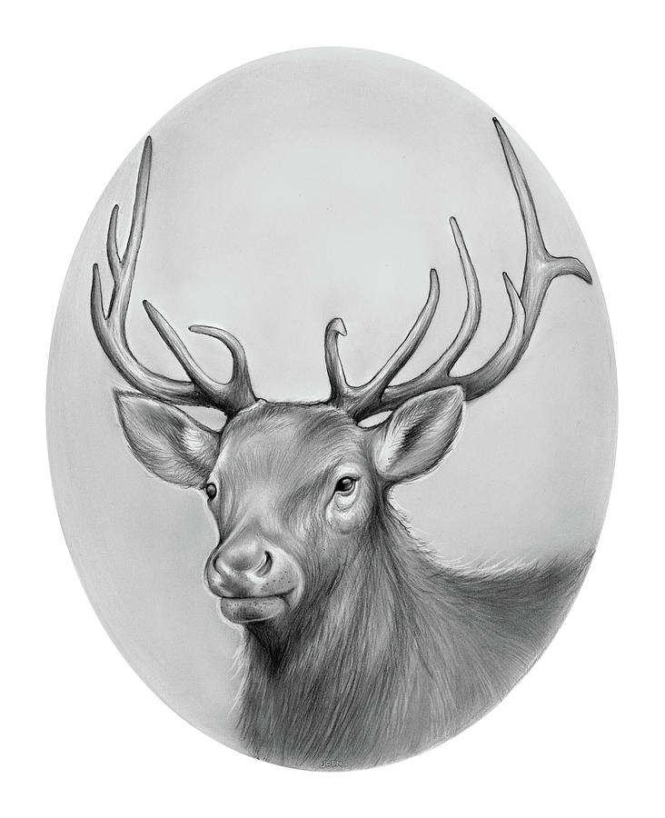 Deer Drawing - Elk by Greg Joens