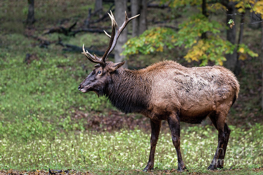 Elk Grin Photograph by Andrea Silies