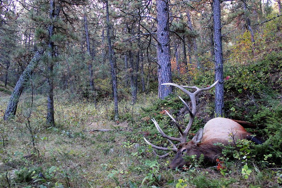 Elk Harvest Photograph by Brook Burling