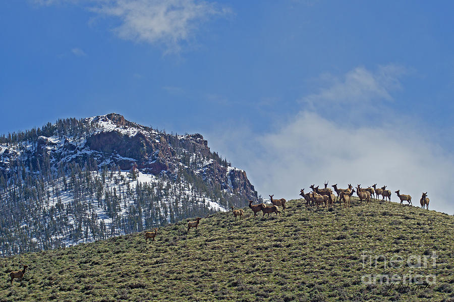 Elk Herd And Table Mountain-Signed-#3693 Photograph by J L Woody Wooden