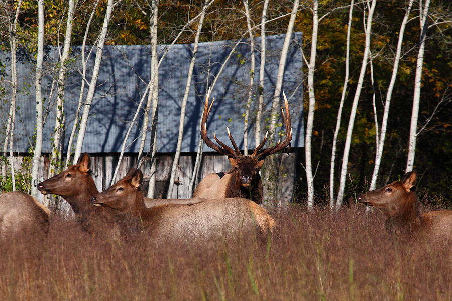 Elk Herd at Lost Valley Campground Photograph by Michael Dougherty