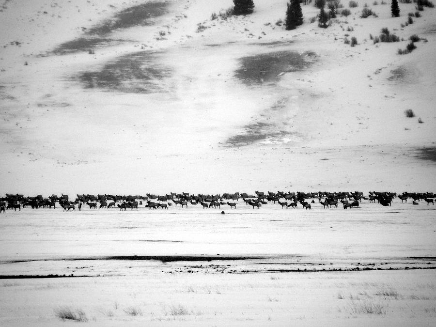 Elk Herd Photograph by David Bearden