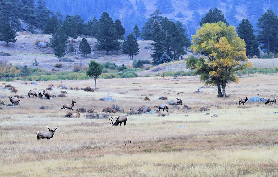 Elk Herd In Colorado Photograph by Dan Sproul