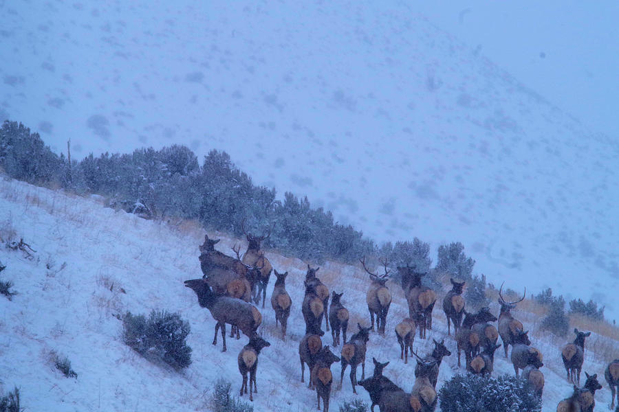 Elk Herd In  Snowfall Photograph