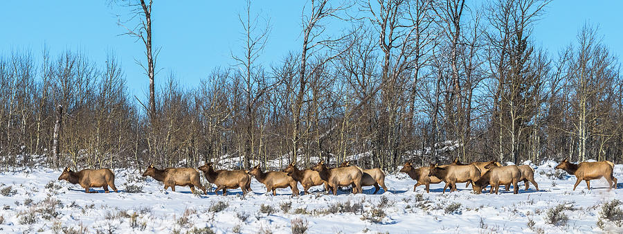 Elk Herd In Winter Migration Photograph by Yeates Photography