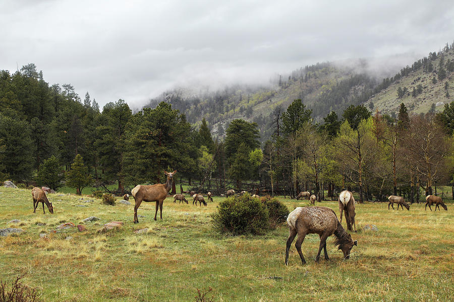 Elk Herd Photograph by Lorraine Baum