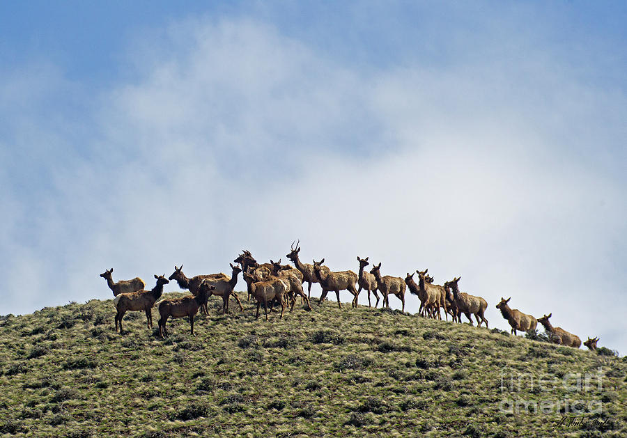 Elk Herd-Signed-#3684 Photograph by J L Woody Wooden