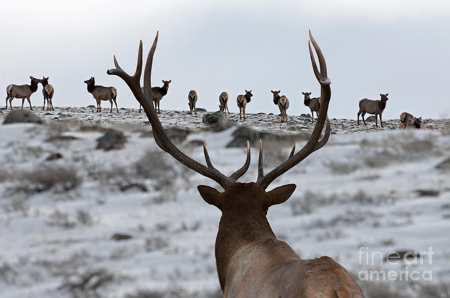 Yellowstone National Park Photograph - Elk Herd by Wildlife Fine Art